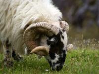 Schafbock bei Moll's Gap - Killarney NP, Co. Kerry